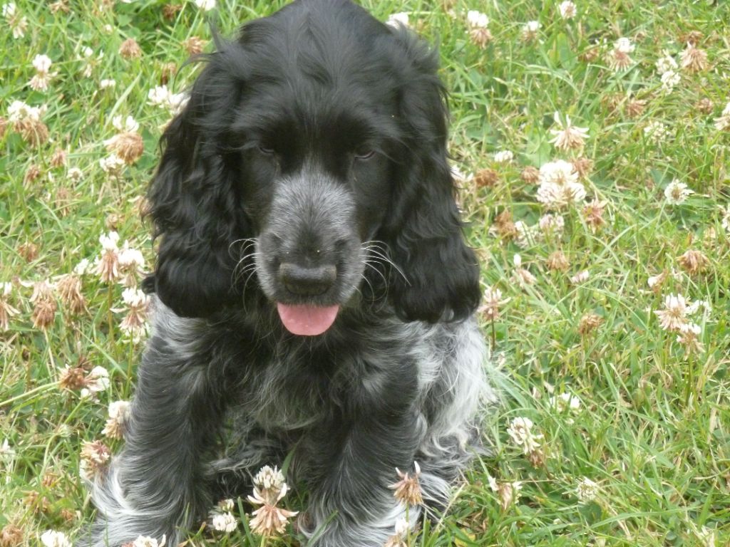 De saint clair de revline - Chiots disponibles - Cocker Spaniel Anglais