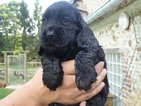 CHIOT