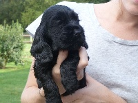 CHIOT